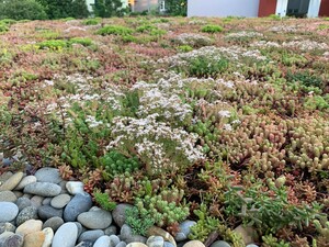 Foto eines begrünten Garagendachs